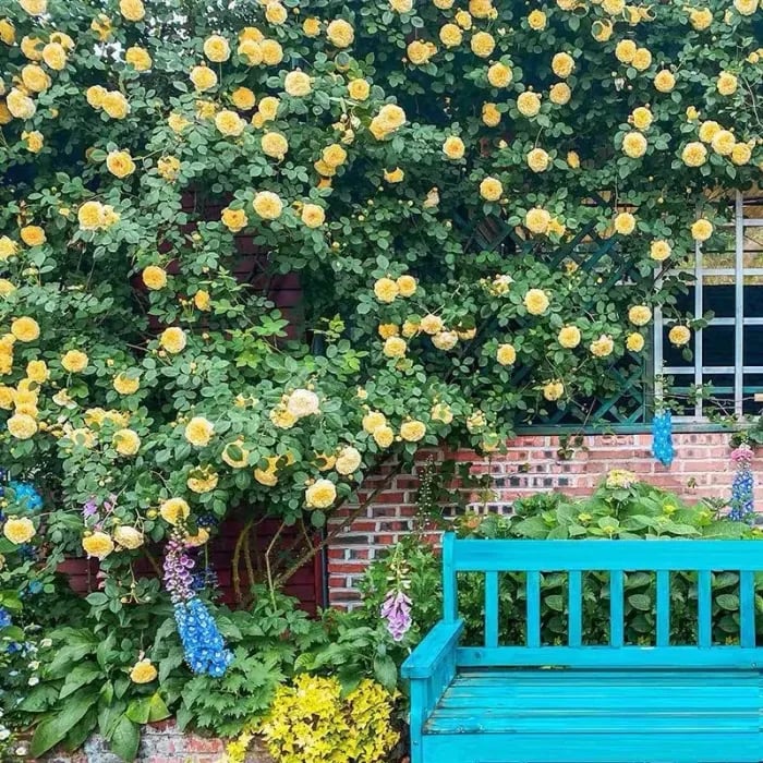 BlomVägg – Blommande magi redan första året