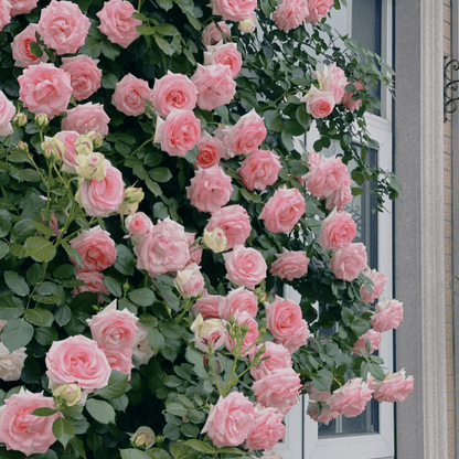 BlomVägg – Blommande magi redan första året