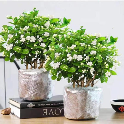 DoftJasmin – En vintergrön oas