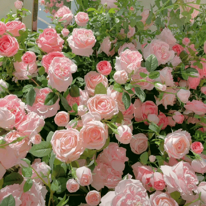 BlomVägg – Blommande magi redan första året