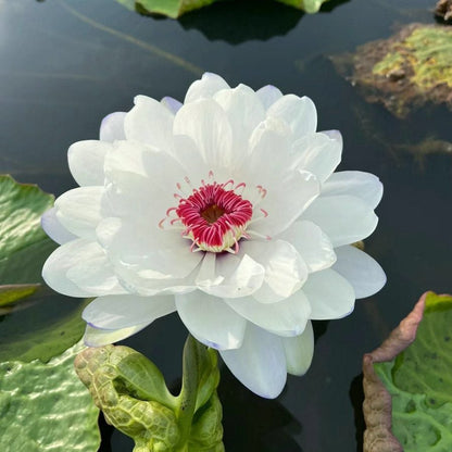 ZenLotus – Skapa lugn och harmoni