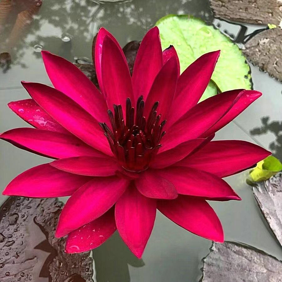 ZenLotus – Skapa lugn och harmoni