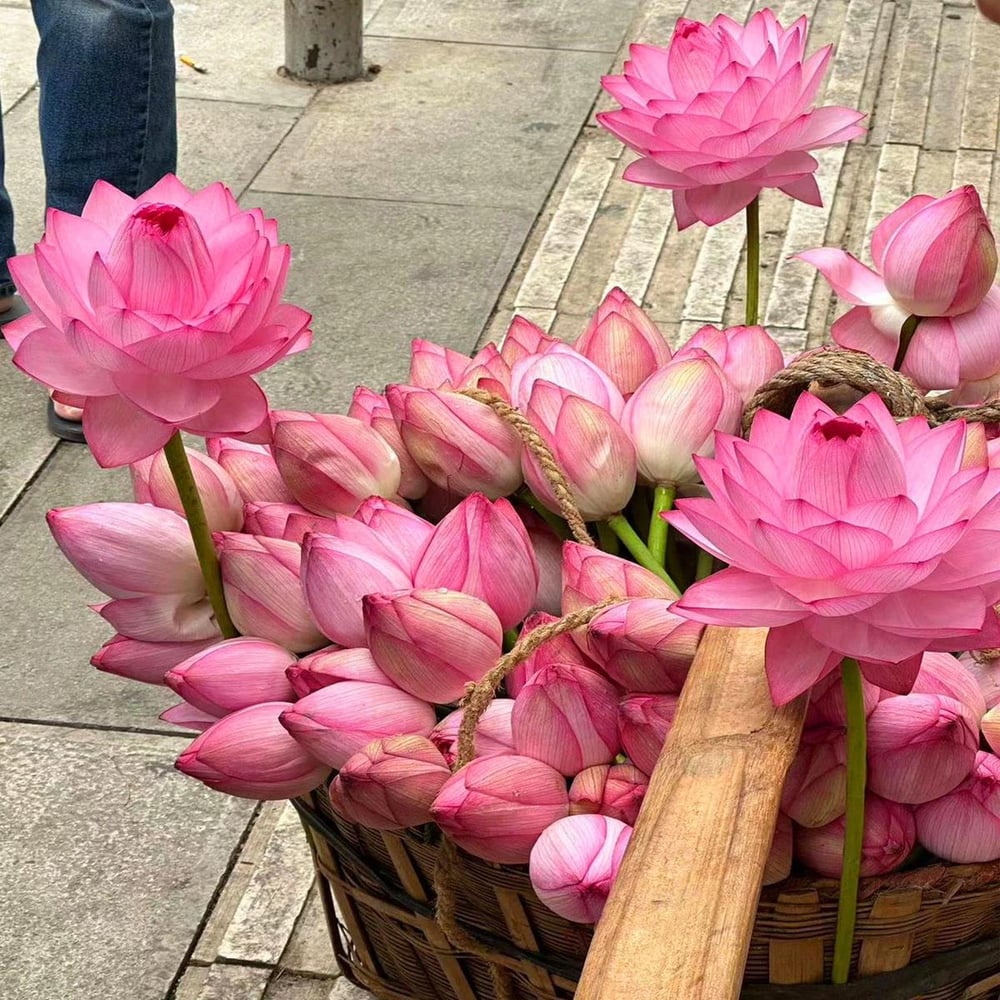 ZenLotus – Skapa lugn och harmoni