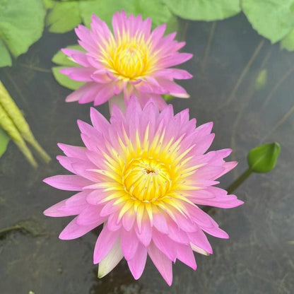 ZenLotus – Skapa lugn och harmoni