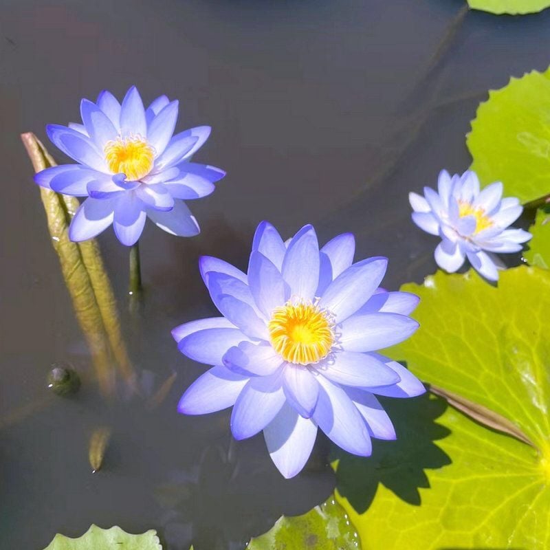 ZenLotus – Skapa lugn och harmoni