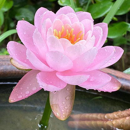 ZenLotus – Skapa lugn och harmoni