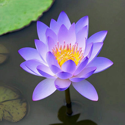 ZenLotus – Skapa lugn och harmoni