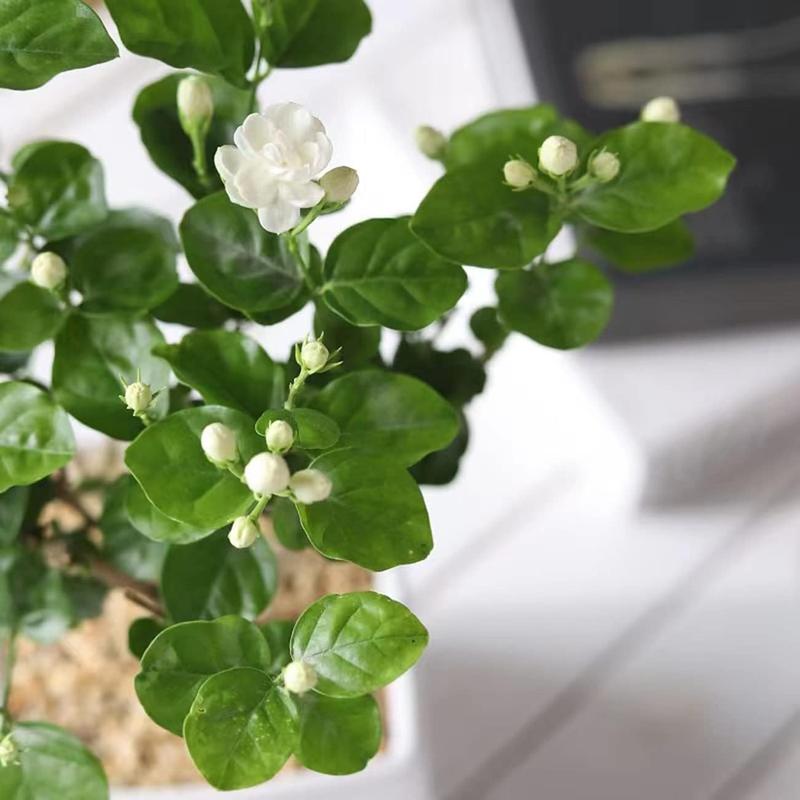 DoftJasmin – En vintergrön oas