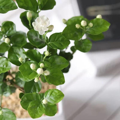DoftJasmin – En vintergrön oas