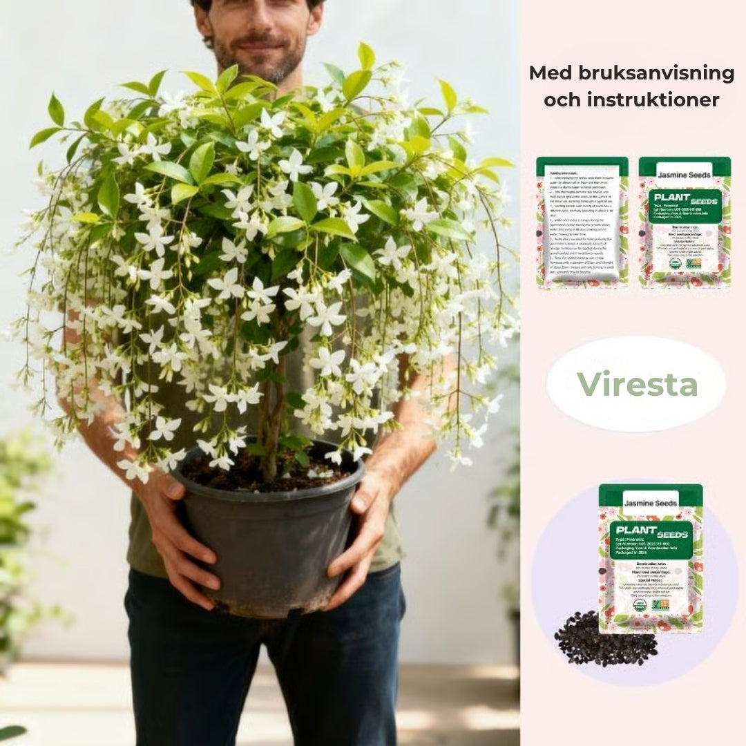 DoftJasmin – En vintergrön oas