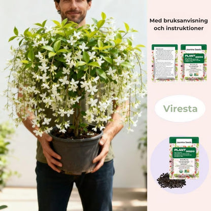 DoftJasmin – En vintergrön oas