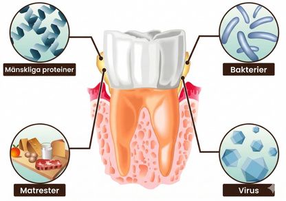 ProSmile™ – Probiotisk tandkräm för vitare tänder och friskt tandkött