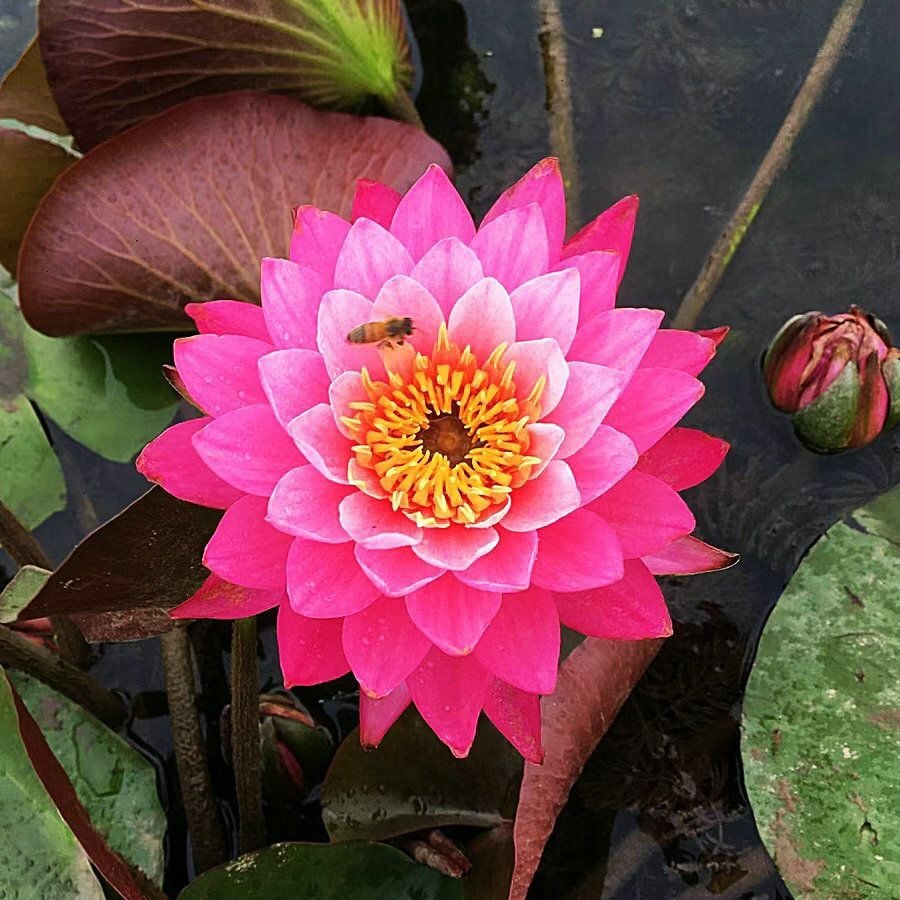 ZenLotus – Skapa lugn och harmoni