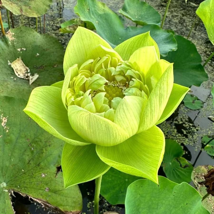 ZenLotus – Skapa lugn och harmoni