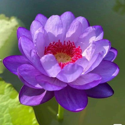 ZenLotus – Skapa lugn och harmoni