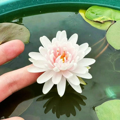 ZenLotus – Skapa lugn och harmoni