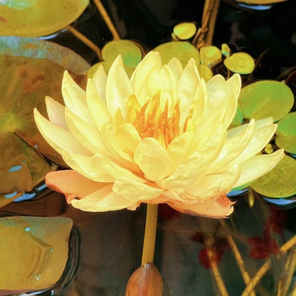 ZenLotus – Skapa lugn och harmoni