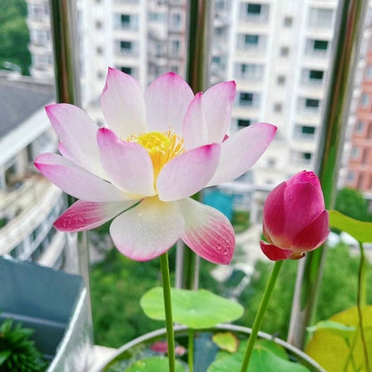 ZenLotus – Skapa lugn och harmoni