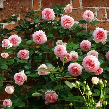 BlomVägg – Blommande magi redan första året