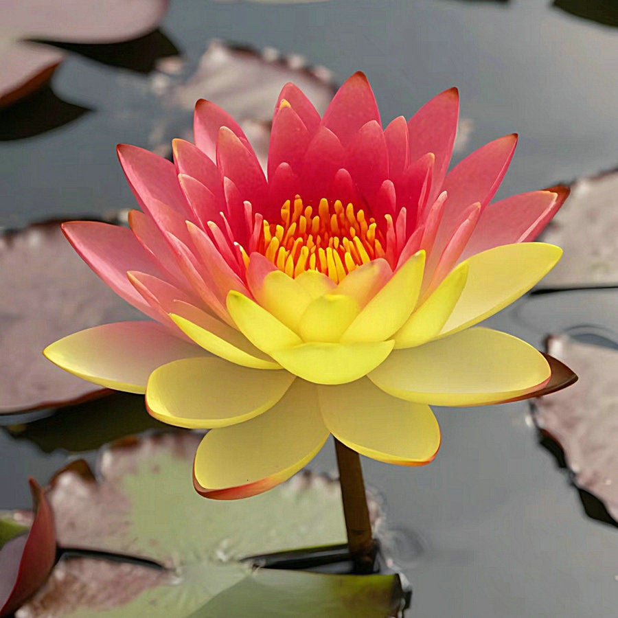 ZenLotus – Skapa lugn och harmoni