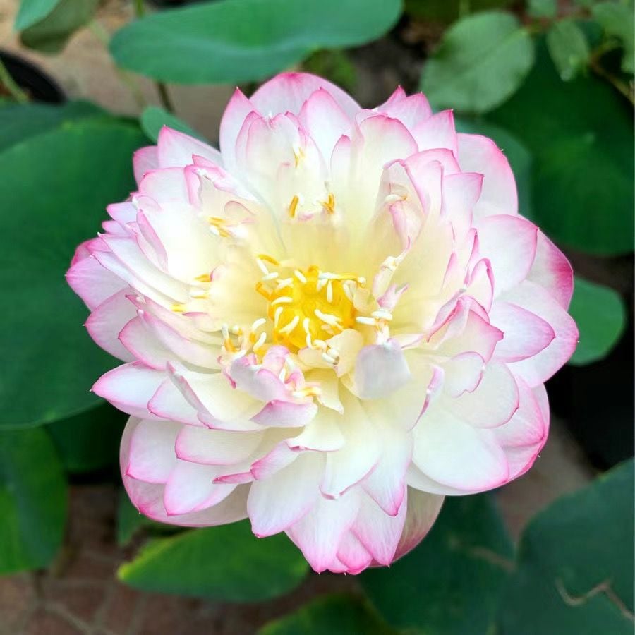 ZenLotus – Skapa lugn och harmoni