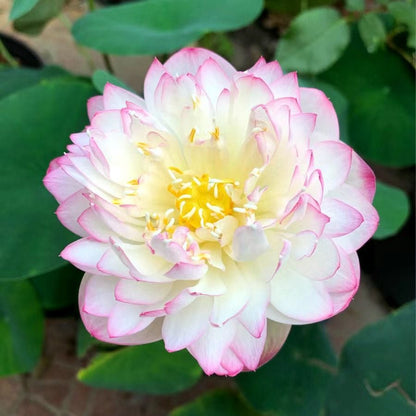 ZenLotus – Skapa lugn och harmoni