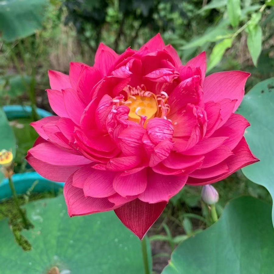 ZenLotus – Skapa lugn och harmoni